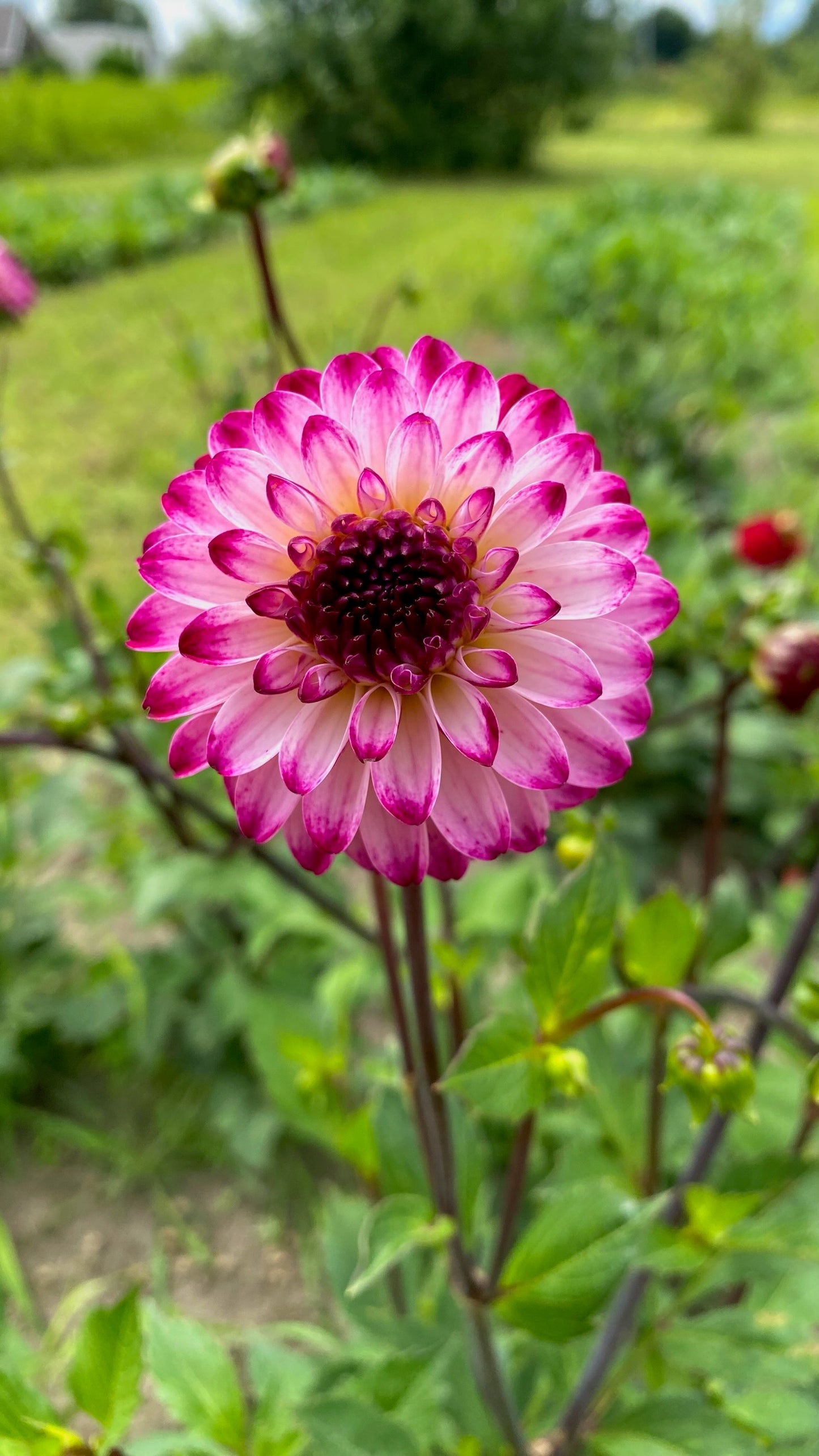 Pompon mix (rood en paars)