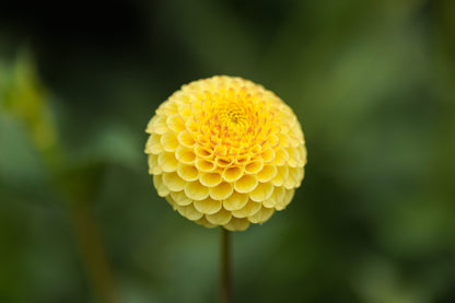 Buttercup