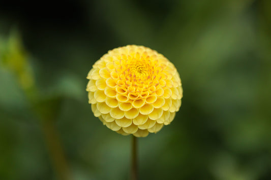 Buttercup