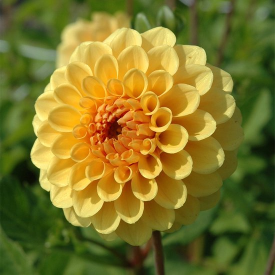 Golden Scepter