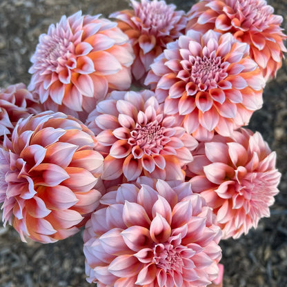Peaches 'n Cream