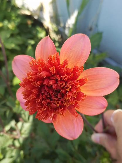 Totally Tangerine